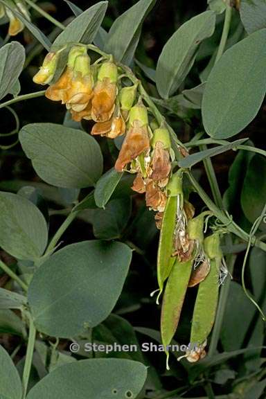 lathyrus sulphureus 4 graphic